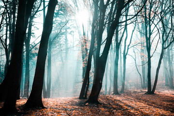 mgła w lesie w promieniach słońca - obrazy, fototapety, plakaty