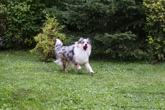 Blue Merle shetland sheepdog running around in garden with apple in mouth.