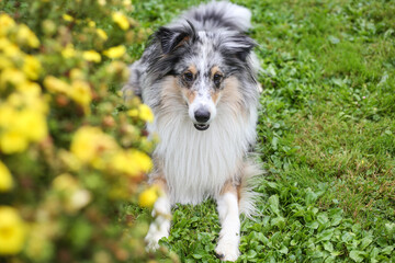 Fototapete bei efototapeten.de bestellen   