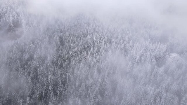 Flying through the clouds over a fresh snow covered forest in Oregon