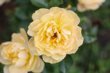 Lovely close up photo of yellow blooming garden flowers wih green background.