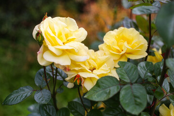 Obraz premium Lovely close up photo of yellow blooming garden flowers wih green background.