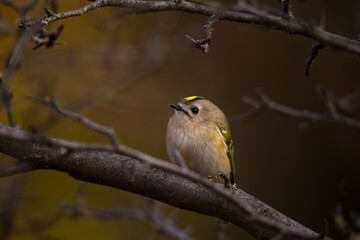 Single small Goldcrest bird sitting on tree branch