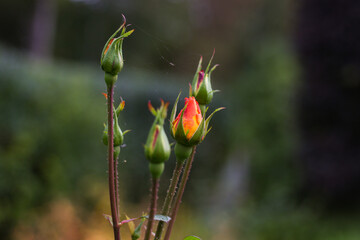 Smallb eautiful red flowers on a lovely bokeh.