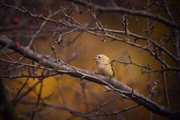 Single small Goldcrest bird sitting on tree branch