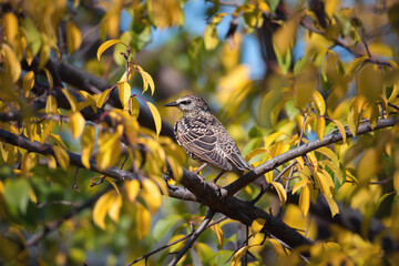 Single Common starling sitting on tree branch