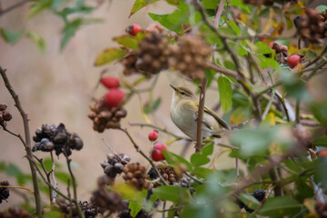 Single small common chiffchaff bird sitting on the bush