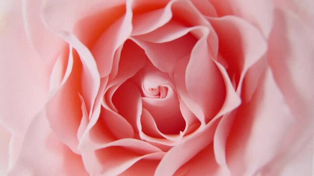 Beautiful pink rose rotating on white background, macro shot. Bud closeup. Petals of blooming pink rose flower open. High quality 4k footage
