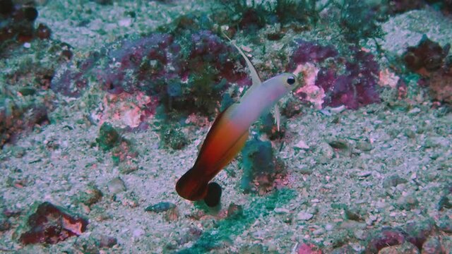 Magnificent Fire Goby (Nemateleotris magnifica) near Anilao, Philippines.  Underwater photography and travel.