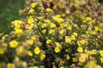 Small yellow flowers blooming froma small decorative garden bush.