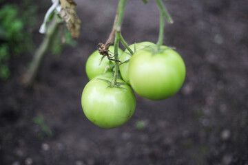 Green tomates growing in small old backyard greenhouse.