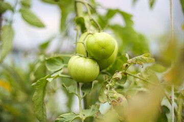 Green tomates growing in small old backyard greenhouse.