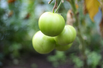 Green tomates growing in small old backyard greenhouse.