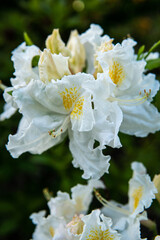 flowers with core in the botanical garden . Rhododendron, Schneegold. Azalea