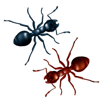 Vector set of black and red ants close up. 3D realistic illustration of domestic insects isolated on a white background