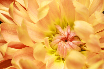 Fototapeta na wymiar Beautiful yellow chrysanthemum flower petals and bud. Closeup macro photo.