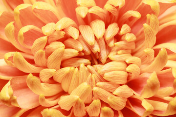 Beautiful yellow chrysanthemum flower petals and bud. Closeup macro photo.