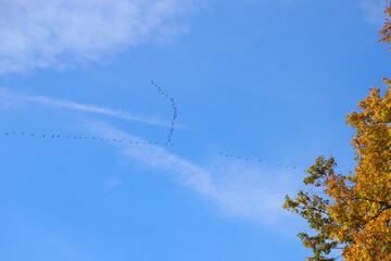 A flock of Greylag geese (anser anser) fly in the sky in Stolzenhagen, Federal State Brandenburg - Germany