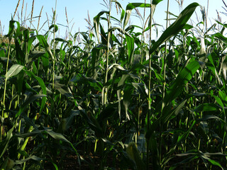 Sweetcorn crop ready for harvest grows on farmland plantation