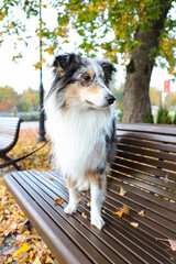 blue merle shetland sheepdog sheltie sitting on wood autumn bench.
