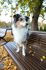 blue merle shetland sheepdog sheltie sitting on wood autumn bench.
