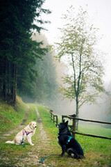 Walking in the forest with dogs