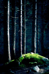 Sunny day on dolomites, lost in the forest