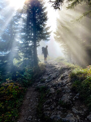 morning in the forest