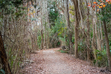 Sea Pine Forest in Hilton Head Island, South Carolina