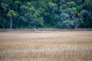 Sea Pine Forest in Hilton Head Island, South Carolina