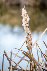 A brown wildflowers in Hilton Head Island, South Carolina