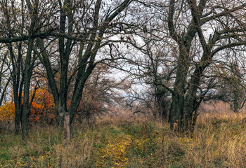 Fototapeta premium Mysterious abandoned old autumn forest 