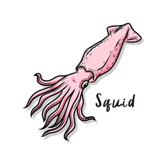 Pink hand drawn squid vector suitable for seafood, poster, web, isolated on white background.