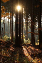 sunrise in the forest, the sun's rays shine through the trees