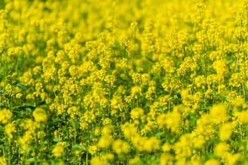 Senf zur Blütezeit im September