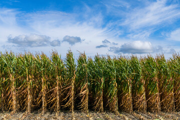 Maisfeld vor Wolkenhimmel 