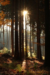 In the autumn forest, the sun shines through the trees