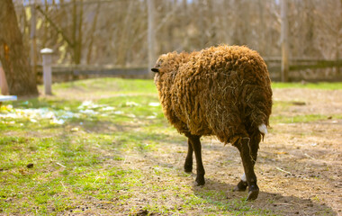 Funny curly brown sheep in a pen at home farm paddock is grazing outdoors on green grass at sunny day. Animals husbandry. Livestock, cattle breeding, agriculture concept. A sheep walking in a clearing