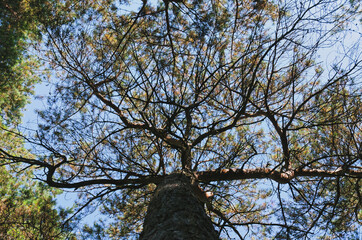 Fototapeta na wymiar Old tree in the forest against blue sky close up. Natural backgrounds. 