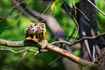 Two common squirrel monkeys sitting on a tree branch