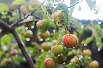 Apple tree in autumn. Branch with apples  fruit in the farm, vegetable garden close up. Raindrops on the leaves. Healthy food, lifestyle concept. Harvest.