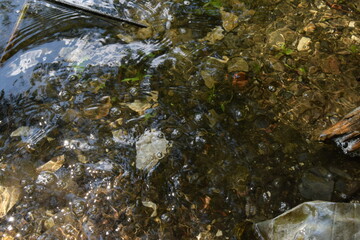 water flowing in the forest