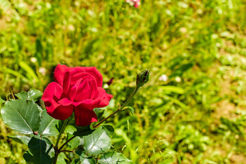 Red scarlet rose on a green natural background close-up. Open flower blossom rose, symbol of love