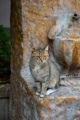 Funny gray brindle cat on the background of an old marble red drinking fountain. Portrait of a wild...