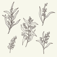 Hand drawn wattle illustration. Sketch acacia