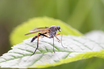 A diptera resting on a leaf