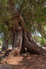 grove of old century olive trees on terracotta soil of southern italy