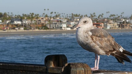 Seagull on wooden pier railings. Bird close up and palm trees in Oceanside. California waterfront...