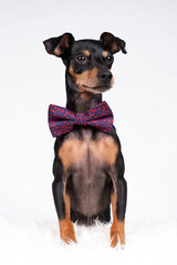 Portrait Hund mit Weihnachtsmütze mütze und schleife im studio vor weißem Hintergrund