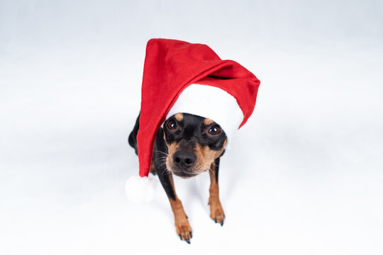 Portrait Hund mit Weihnachtsmütze mütze und schleife im studio vor weißem Hintergrund